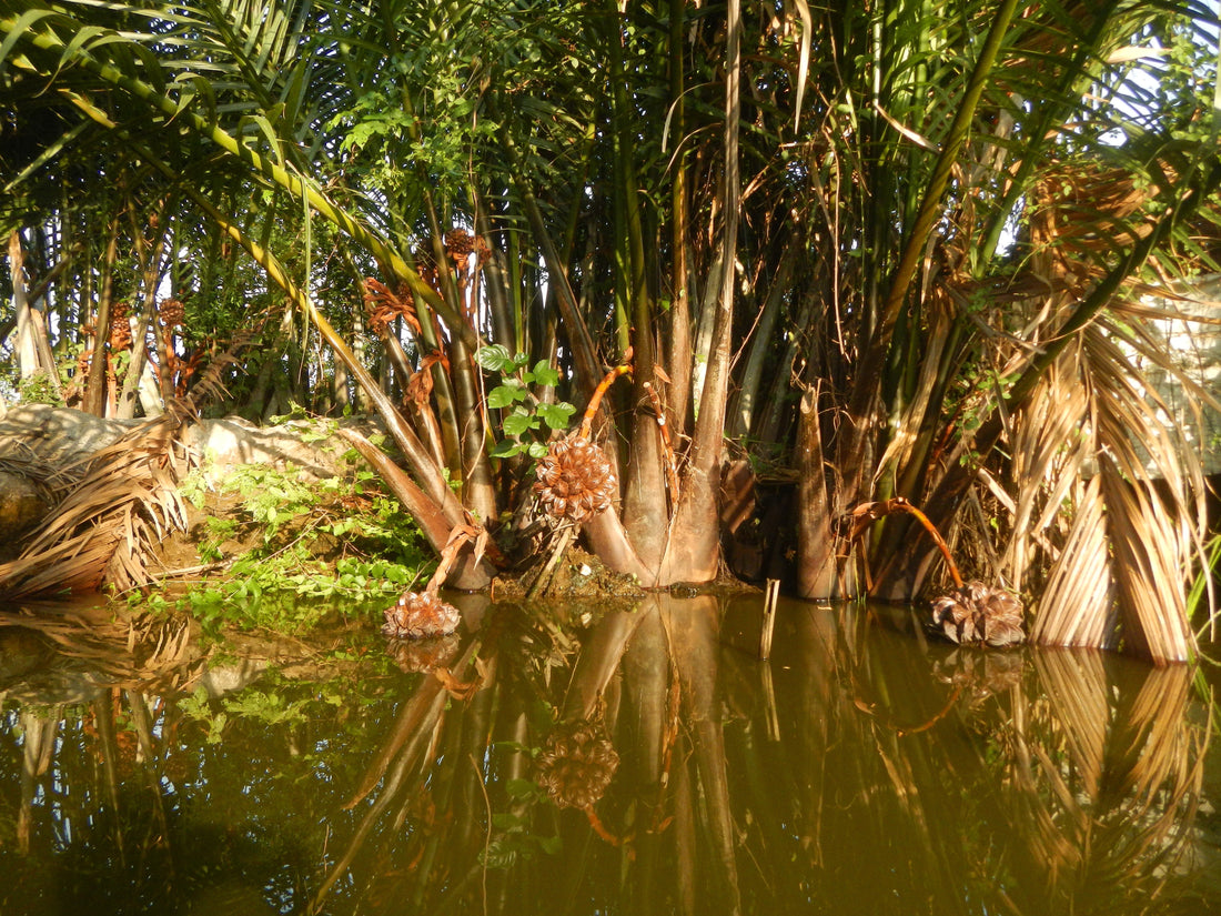 Sustainable Harvesting of Nipa Palm – A Rolling Paper Alternative