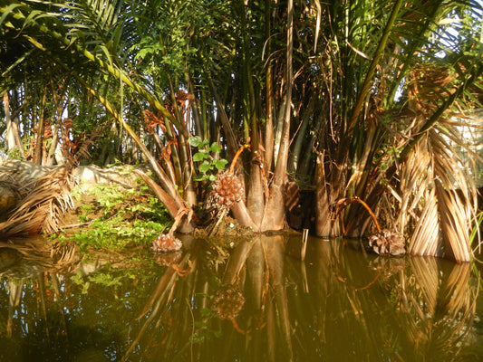 Sustainable Harvesting of Nipa Palm – A Rolling Paper Alternative
