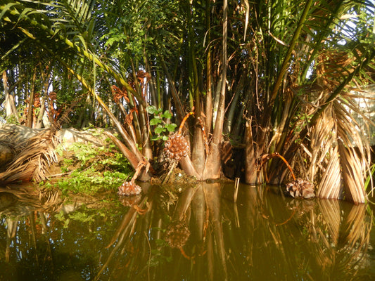 Sustainable Harvesting of Nipa Palm – A Rolling Paper Alternative