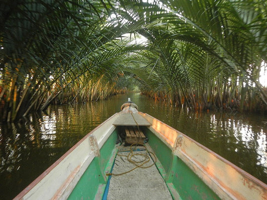 The Nipa Palm: Nature’s Hidden Gift from the Tropics
